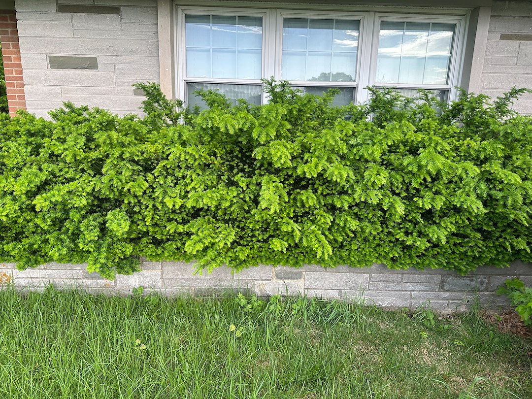 St. Charles County Landscape Cleanup, Quality & Affordable Shrub Pruning